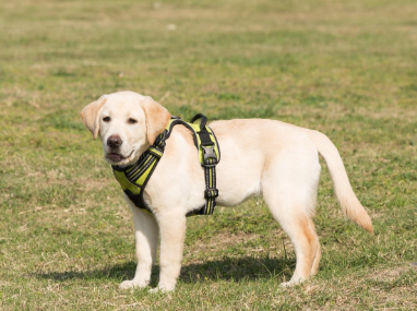 ಇನ್ಮುಂದೆ ಬೆಂಗಳೂರಲ್ಲಿ ಶ್ವಾನ ಸಾಕಲು ಲೈಸನ್ಸ್ ಕಡ್ಡಾಯ: ಇಲ್ಲಿದೆ ಮಹತ್ವದ ಮಾಹಿತಿ