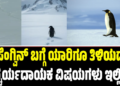 ಪೆಂಗ್ವಿನ್ ಬಗ್ಗೆ ಯಾರಿಗೂ ತಿಳಿಯದ ಆಶ್ಚರ್ಯದಾಯಕ ವಿಷಯಗಳು ಇಲ್ಲಿದೆ