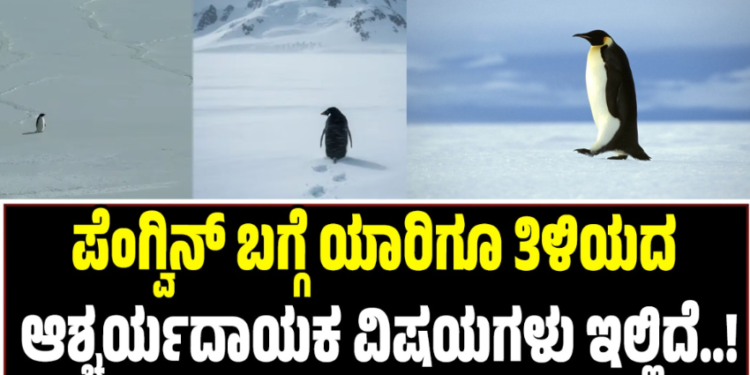 ಪೆಂಗ್ವಿನ್ ಬಗ್ಗೆ ಯಾರಿಗೂ ತಿಳಿಯದ ಆಶ್ಚರ್ಯದಾಯಕ ವಿಷಯಗಳು ಇಲ್ಲಿದೆ