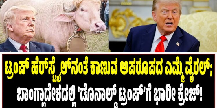 ಟ್ರಂಪ್ ಹೆರ್ಸ್ಟೈಲ್ನಂತೆ ಕಾಣುವ ಅಪರೂಪದ ಎಮ್ಮೆ ವೈರಲ್; ಬಾಂಗ್ಲಾದೇಶದಲ್ಲಿ ‘ಡೊನಾಲ್ಡ್ ಟ್ರಂಪ್’ಗೆ ಭಾರೀ ಕ್ರೇಜ್!