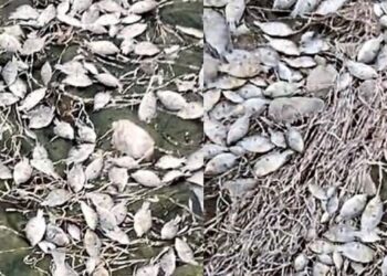 Karnataka Drought: ಬತ್ತಿದ ತುಂಗಭದ್ರಾ ನದಿ: ಏಕಾಏಕಿ ಸಾವಿರಾರು ಮೀನುಗಳ ಸಾವು