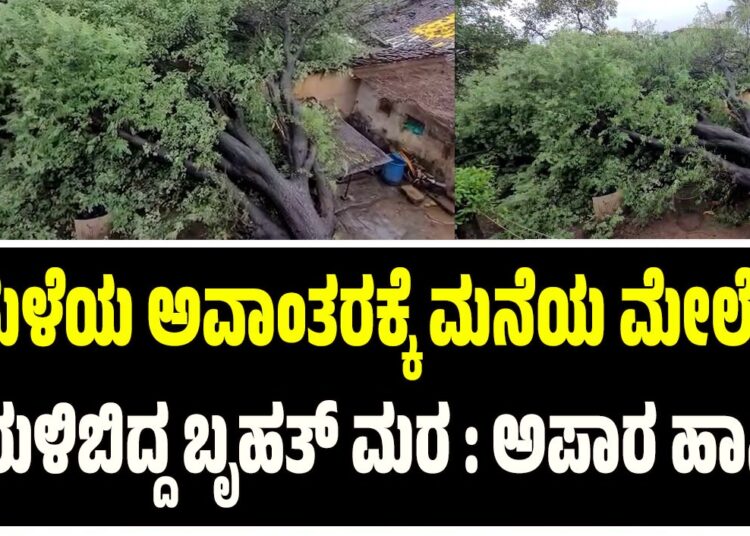 Rain Damage