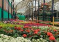 Lalbagh Flower Show 2026: ಇಂದಿನಿಂದ ಲಾಲ್‌ಬಾಗ್ ಫಲಪುಷ್ಪ ಪ್ರದರ್ಶನ: ಈ ಬಾರಿಯ ವಿಶೇಷತೆಯೇನು..?
