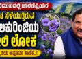 ಕುದುರೆಮುಖದಲ್ಲಿ ಚಾರಣಪ್ರಿಯರ ಗಮನ ಸೆಳೆಯುತ್ತಿರುವ ನೀಲಕುರಿಂಜಿಯ ನೀಲಿ ಲೋಕ..!