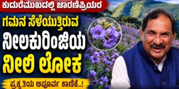 ಕುದುರೆಮುಖದಲ್ಲಿ ಚಾರಣಪ್ರಿಯರ ಗಮನ ಸೆಳೆಯುತ್ತಿರುವ ನೀಲಕುರಿಂಜಿಯ ನೀಲಿ ಲೋಕ..!