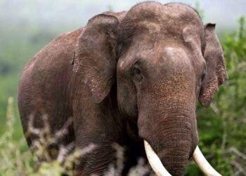 Man out for a walk killed in elephant attack in Bengaluru