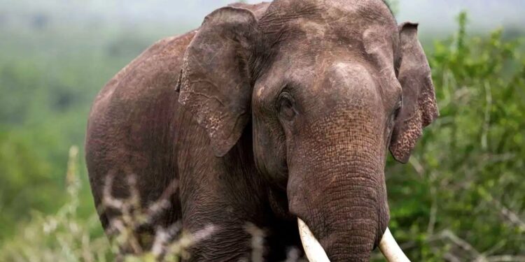 Man out for a walk killed in elephant attack in Bengaluru