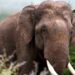 Man out for a walk killed in elephant attack in Bengaluru