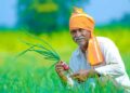 Good news for farmers from the Centre: