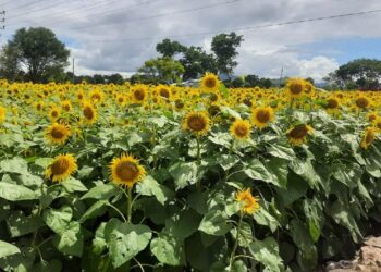 Good news for farmers: Sunflower procurement center opened