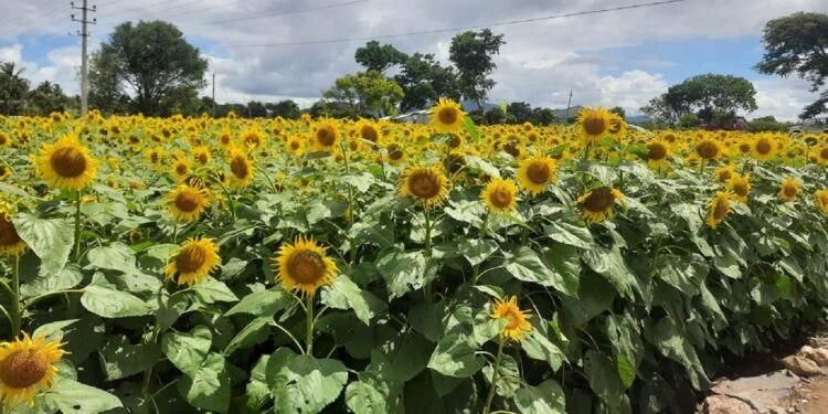 Good news for farmers: Sunflower procurement center opened