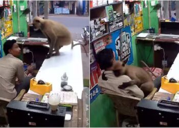 WATCH - Monkey enters shop and hugs the owner: Video goes viral