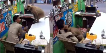 WATCH - Monkey enters shop and hugs the owner: Video goes viral