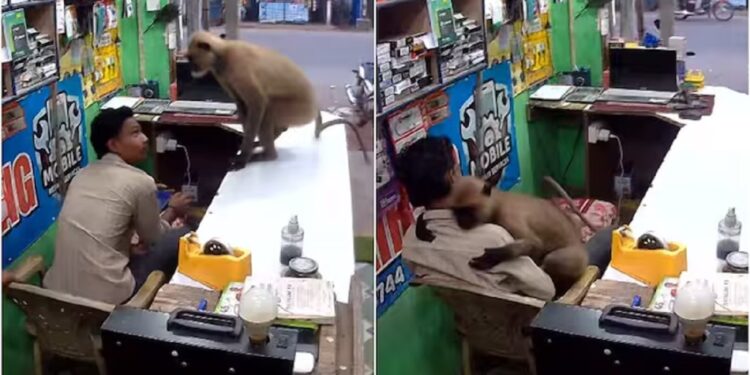 WATCH - Monkey enters shop and hugs the owner: Video goes viral